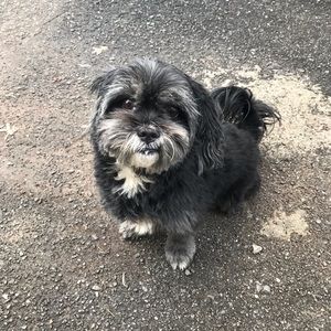 Meet your Posher, Gandhi